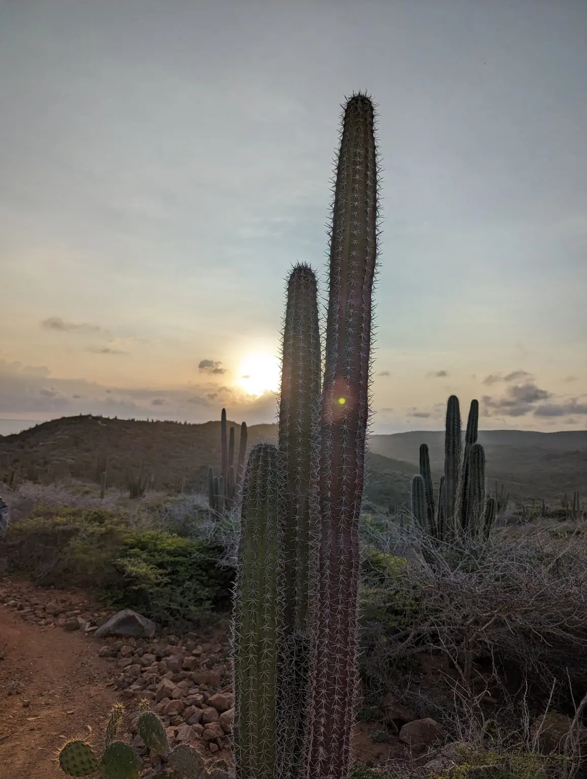 Cacti & Sunrise