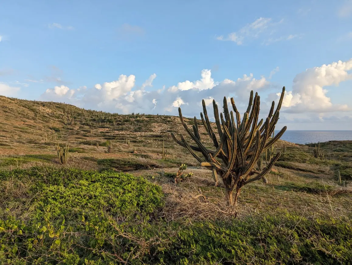 Cacti & Landscape